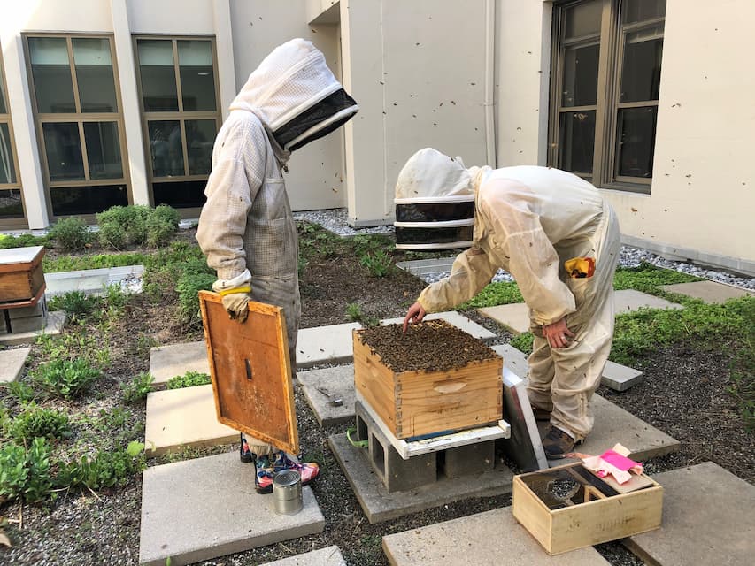Two ý students wearing bee suits on the Mary Graydon Center's green roof, observing a beehive.