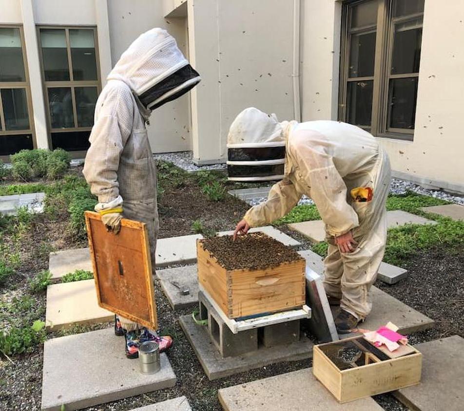 Two ý students wearing bee suits on the Mary Graydon Center's green roof, observing a beehive.